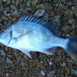 夜勤前にホーム出撃(。・ω・。)ゞ