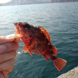 サゴシを横目に