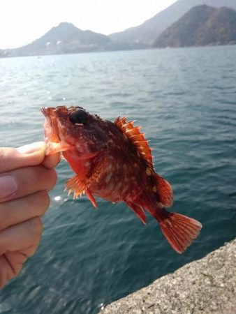 サゴシを横目に