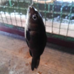 室内釣堀(フナ6匹)