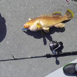 ジギング、ネギング