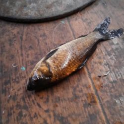 室内釣堀(フナ6匹)