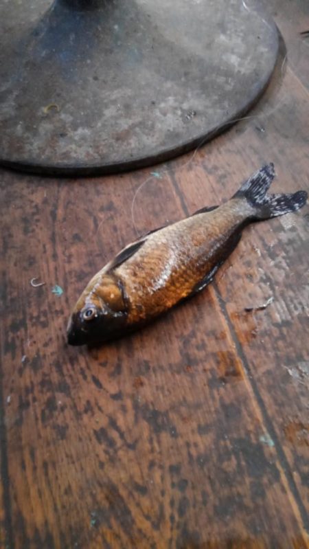 室内釣堀(フナ6匹)