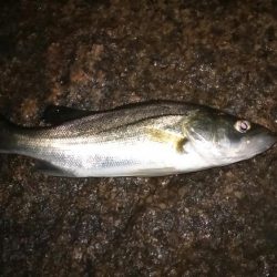 ホームでのライトゲーム