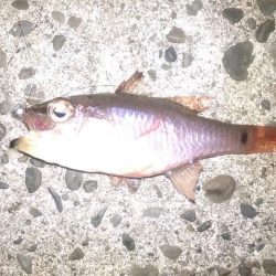 宇和島アジング初日