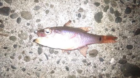 宇和島アジング初日