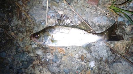 ホームの淀川でライトゲーム