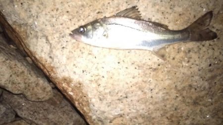 ホームでのシーバス調査