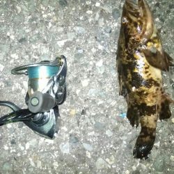 連日ライトゲーム