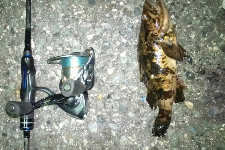 連日ライトゲーム