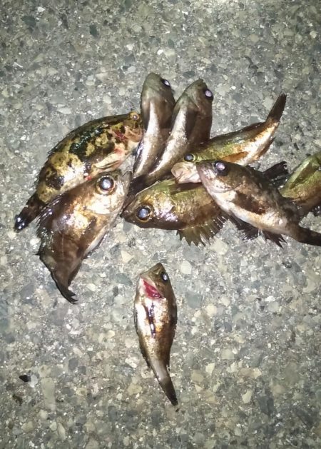 得意の小潮ライトゲーム