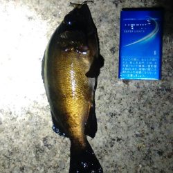 バイセン接待メバリング調査