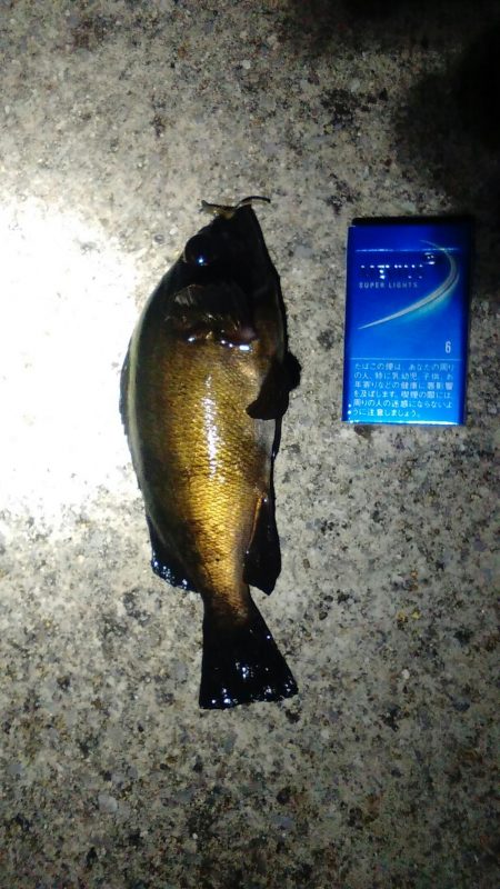 バイセン接待メバリング調査