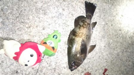 生態調査 in 垂水漁港