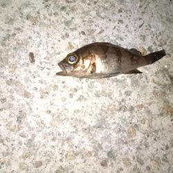 くろねこさんとライトゲーム in 林崎漁港