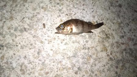 くろねこさんとライトゲーム in 林崎漁港