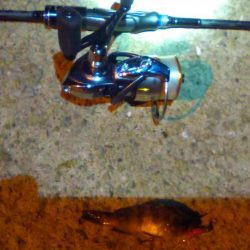 パイセン接待メバリング調査2