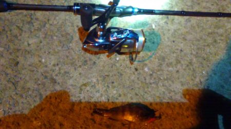 パイセン接待メバリング調査2