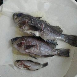 メバルの夜釣り