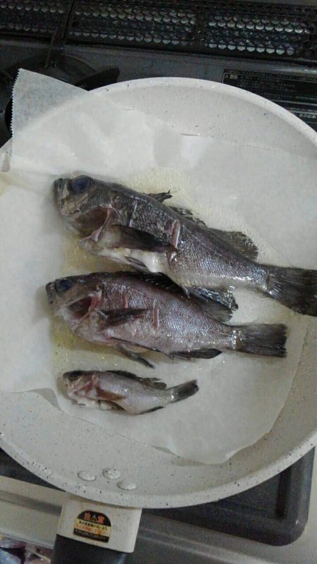 メバルの夜釣り