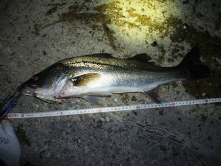 初シーバス（今年）