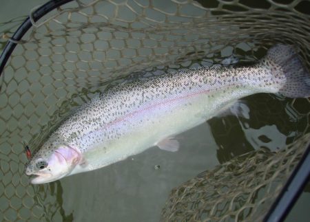 大安トラウトレイク 釣果