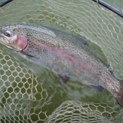大安トラウトレイク 釣果