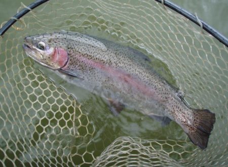 大安トラウトレイク 釣果