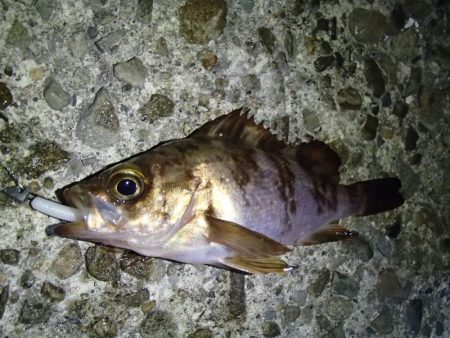 メバリングとシーバス