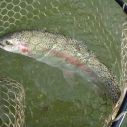 大安トラウトレイク 釣果