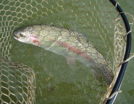 大安トラウトレイク 釣果