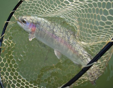 大安トラウトレイク 釣果