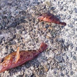 子供とお散歩釣行