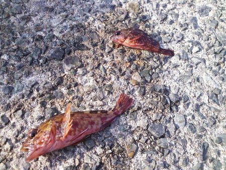 子供とお散歩釣行