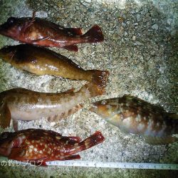 チヌ狙いは撃沈