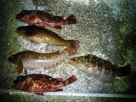 チヌ狙いは撃沈