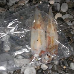 湾内は太刀魚、石津浜がヤリイカ絶好調！！！！！！