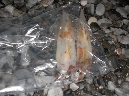湾内は太刀魚、石津浜がヤリイカ絶好調！！！！！！