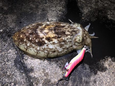 コウイカや太刀魚が連日釣れました！