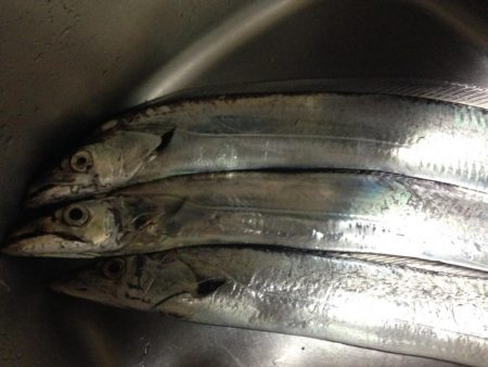 連日太刀魚釣果