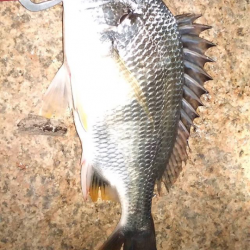 ホームでのBBQライトゲーム