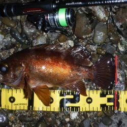 春爆！？磯メバルのプラグゲーム