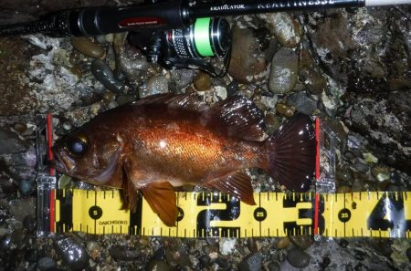 春爆！？磯メバルのプラグゲーム