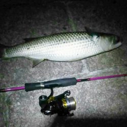 芦屋浜ロックフィッシュ調査