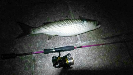 芦屋浜ロックフィッシュ調査