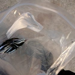 今年は遅いのか? ハズレ年か?