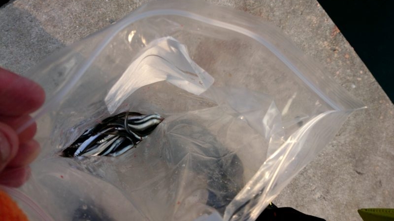 今年は遅いのか? ハズレ年か?