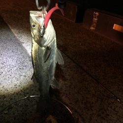 チーバスゲット！