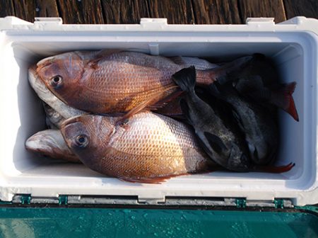 釣友丸 釣果