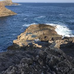 南紀エギングでアオリイカ